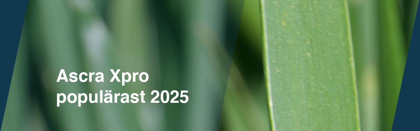 Ascra Xpro popularast 2025